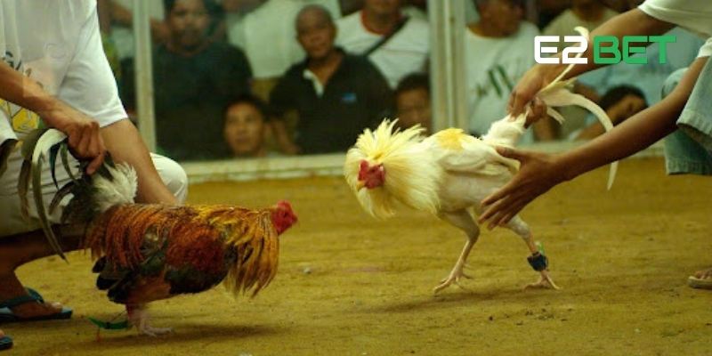 Kèo Wala Là Gì? Hướng Dẫn Chiến Thuật Cá Cược Thắng Tại E2BET 4 Kèo Wala là gì? Dựa vào yếu tố trận đấu để nhận diện kèo hiệu quả